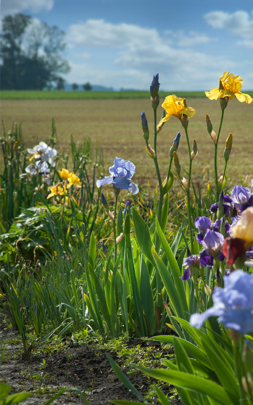 A close up photograph of wildflowers, with a field and blue sky in the background