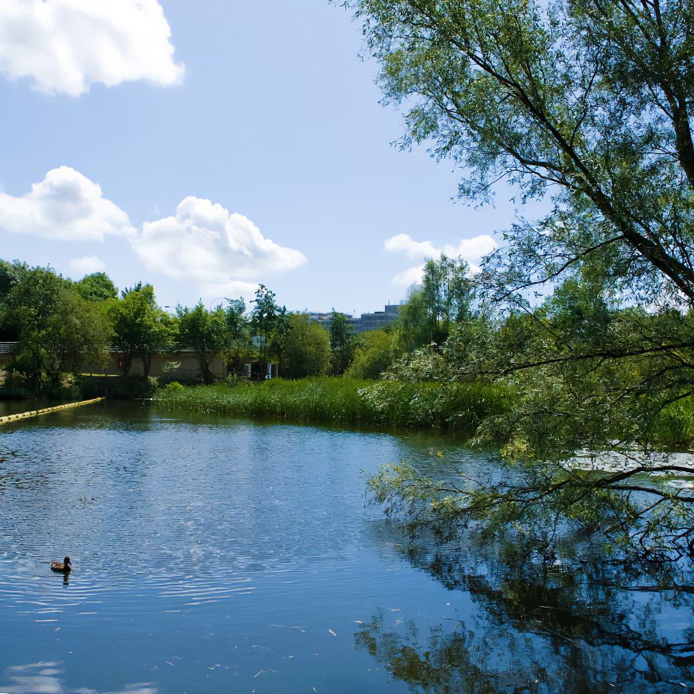 a photo of a small lake, with a tree whose branches reach down to the water, with a duck swimming nearby. in the background are the airport buildings.