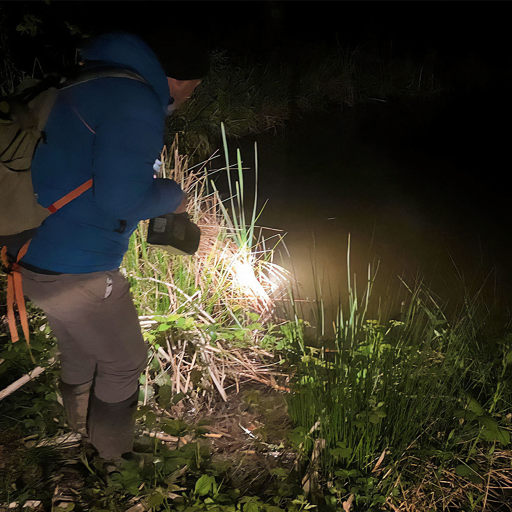 a photograph taken at night of a volunteer with a torch inspecting a pond