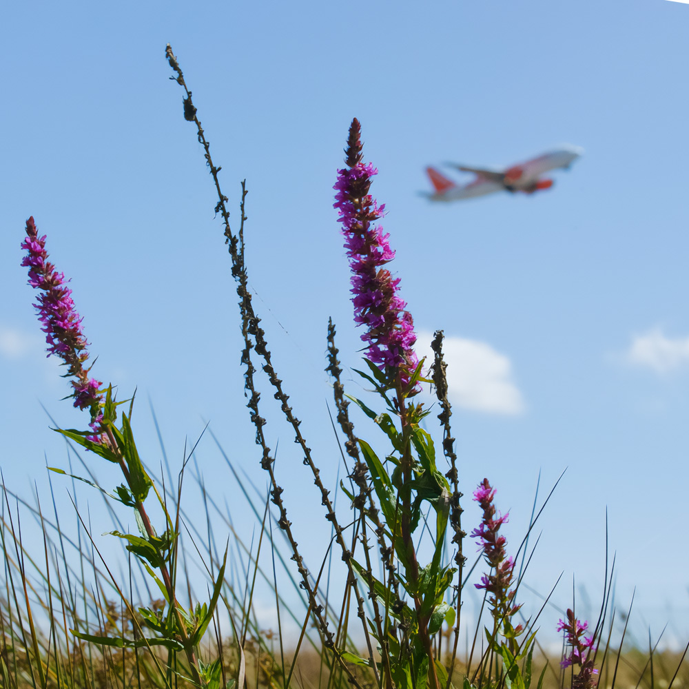 a macro photo of Purple loosestrife plant, with a plane out of focus taking off in the background on a sunny day