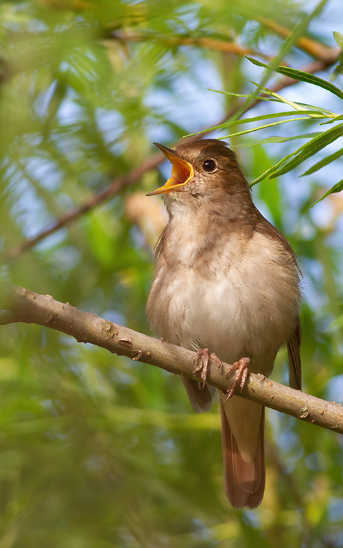 A long lens photograph of a Nightingale bird chirping whilst on a tree branch