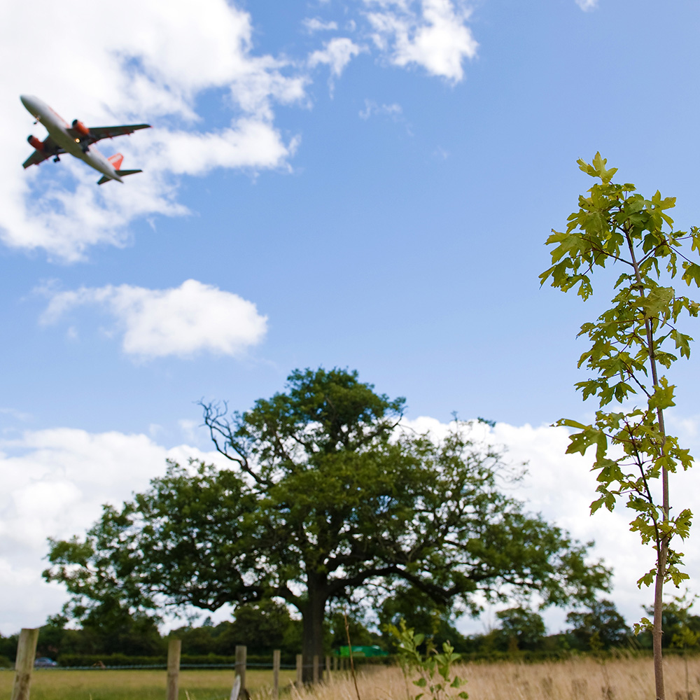 a closeup photograph of a sapling in a field on a sunny day, with a large tree behind it. Above the tree, an easyJet a320 is flying low, having just taken off