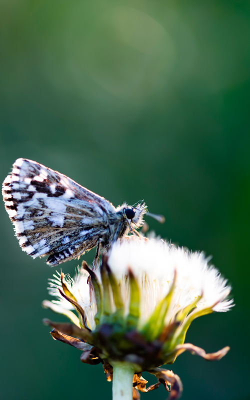 a macro photograph of a Grizzled Skipper Butterfly on a dandelion